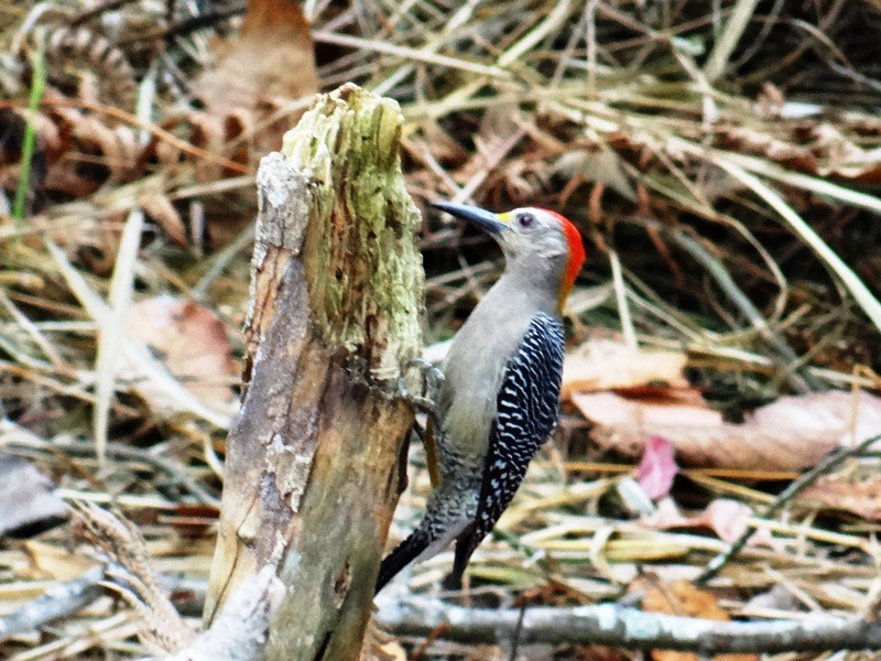 Golden-fronted Woodpecker - ML93486141