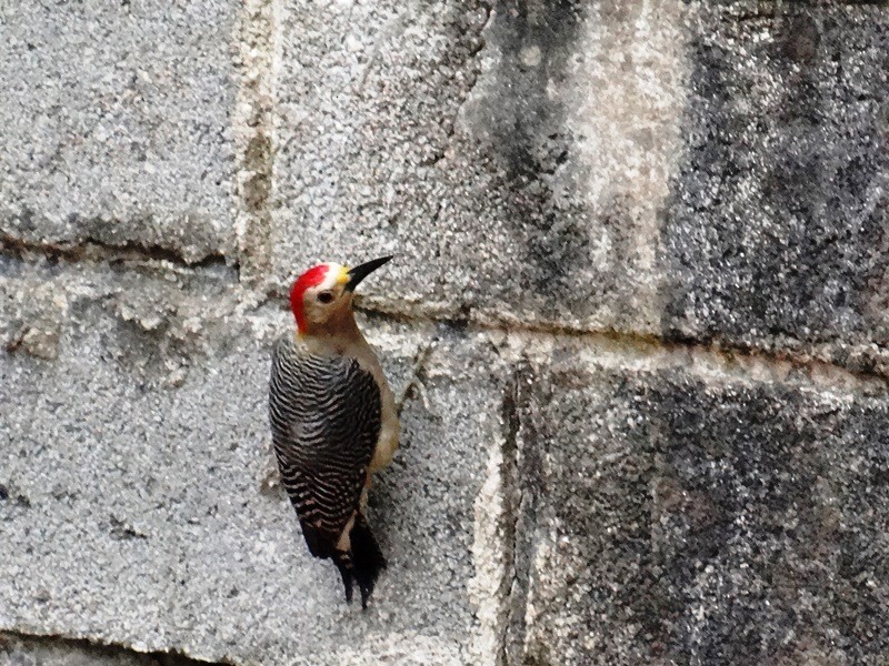 Golden-fronted Woodpecker - Pablo Bedrossian