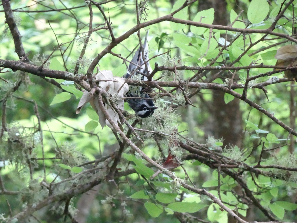 Black-and-white Warbler - Farokh Jamalyaria