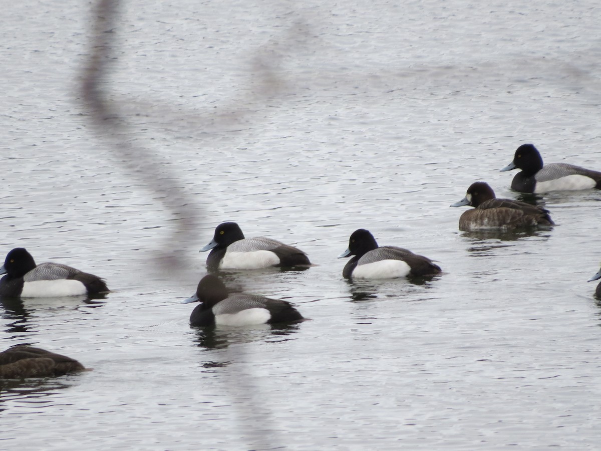 Greater/Lesser Scaup - ML93493501