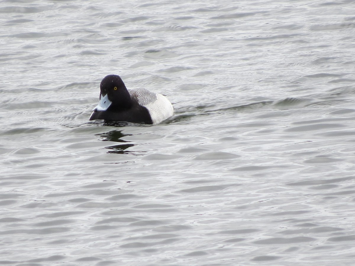 Greater/Lesser Scaup - ML93493541