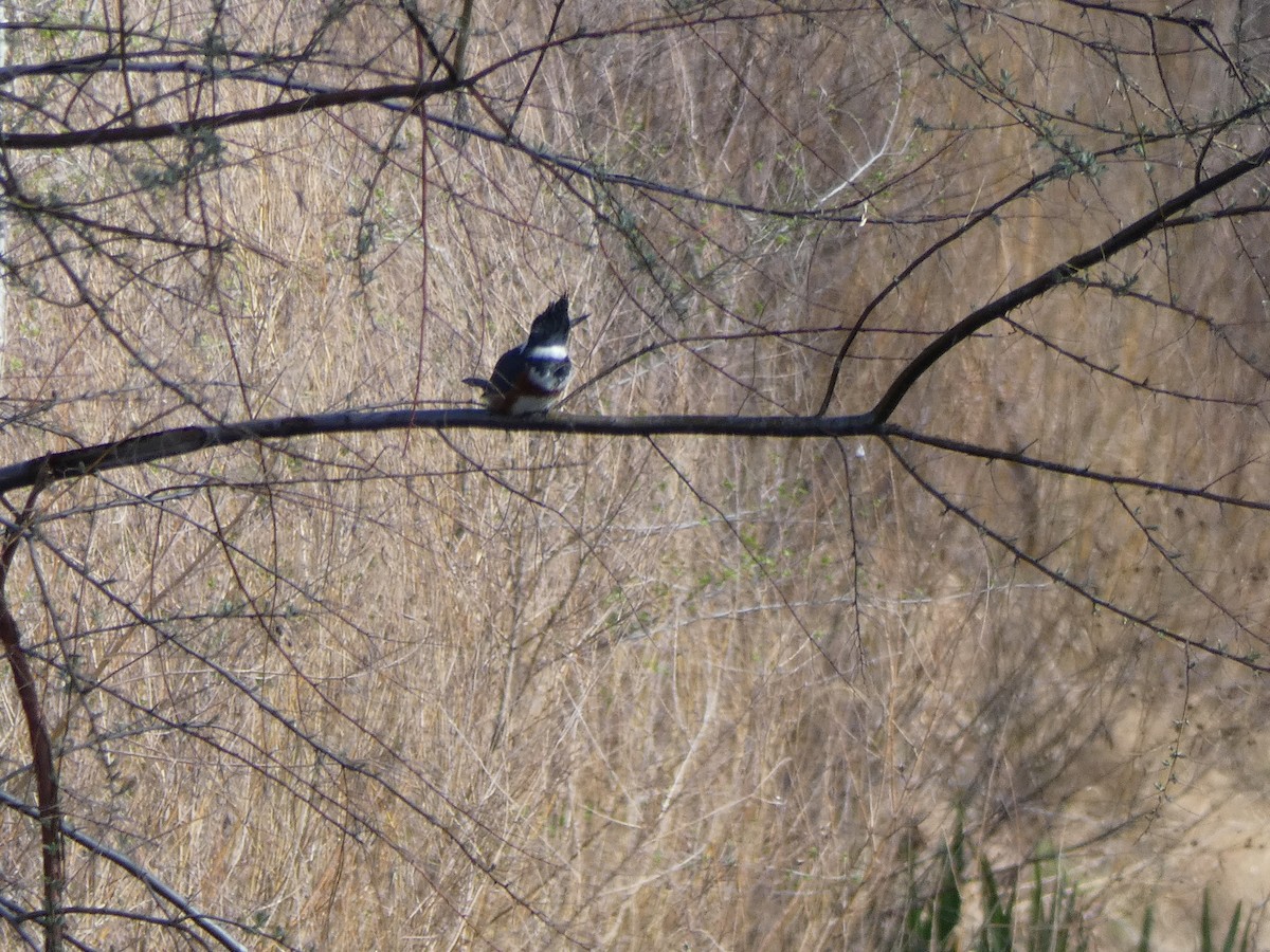 Belted Kingfisher - Christopher Rustay