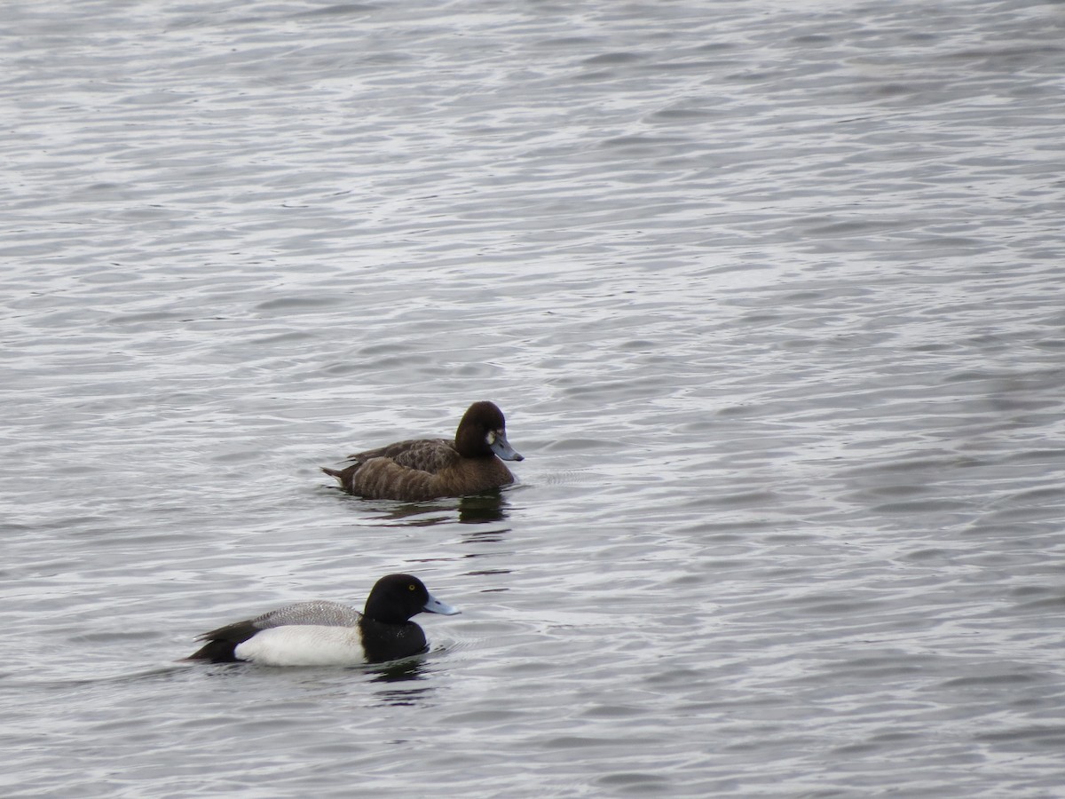 Greater/Lesser Scaup - ML93495601