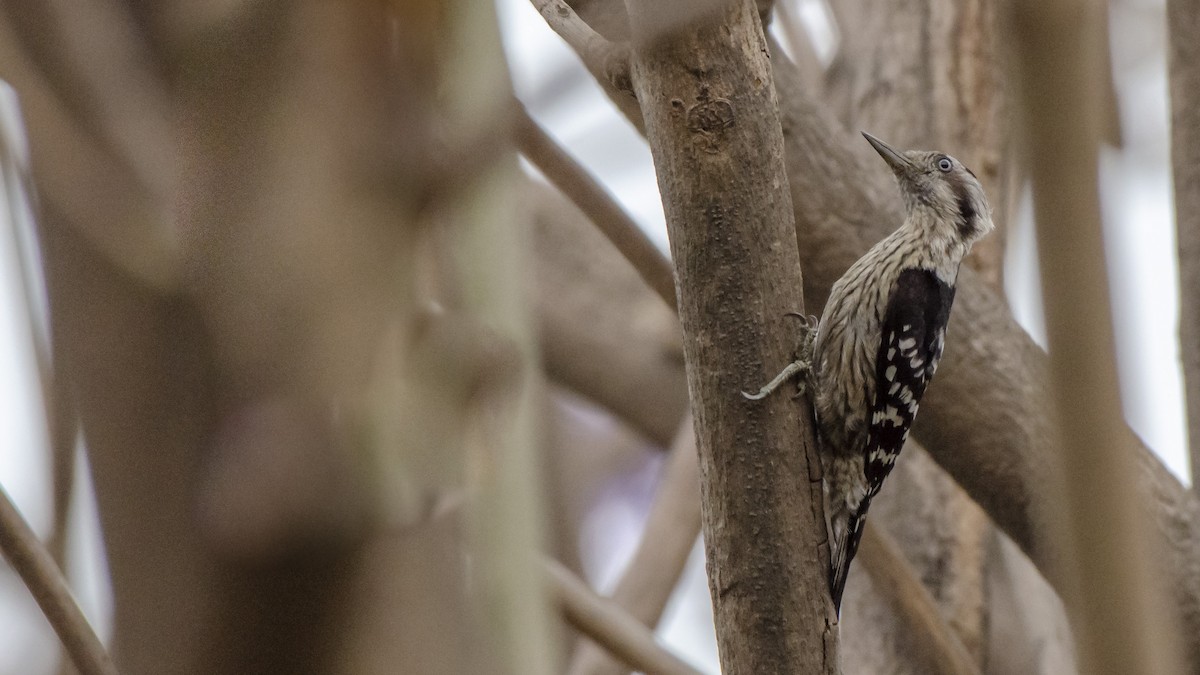 Brown-capped Pygmy Woodpecker - Parmil Kumar
