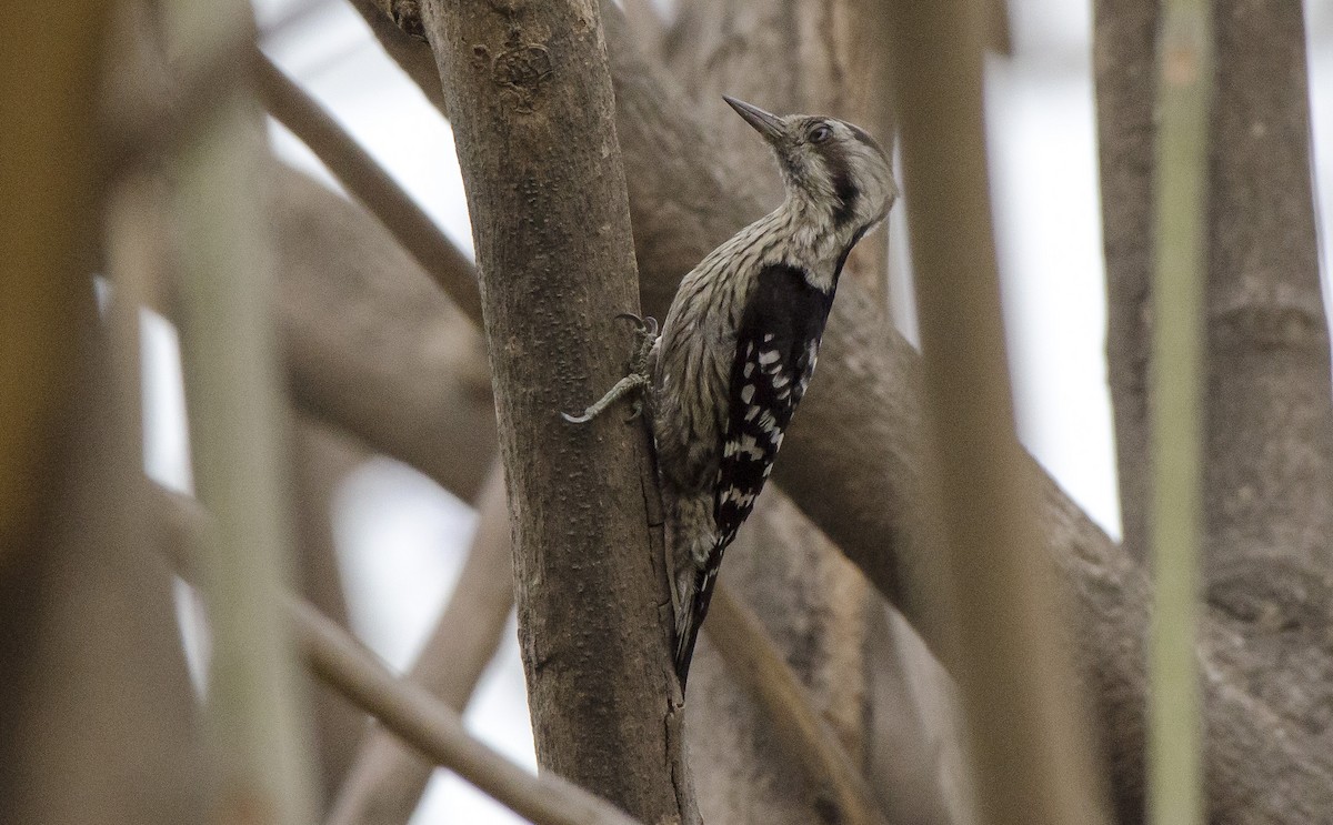 Brown-capped Pygmy Woodpecker - Parmil Kumar