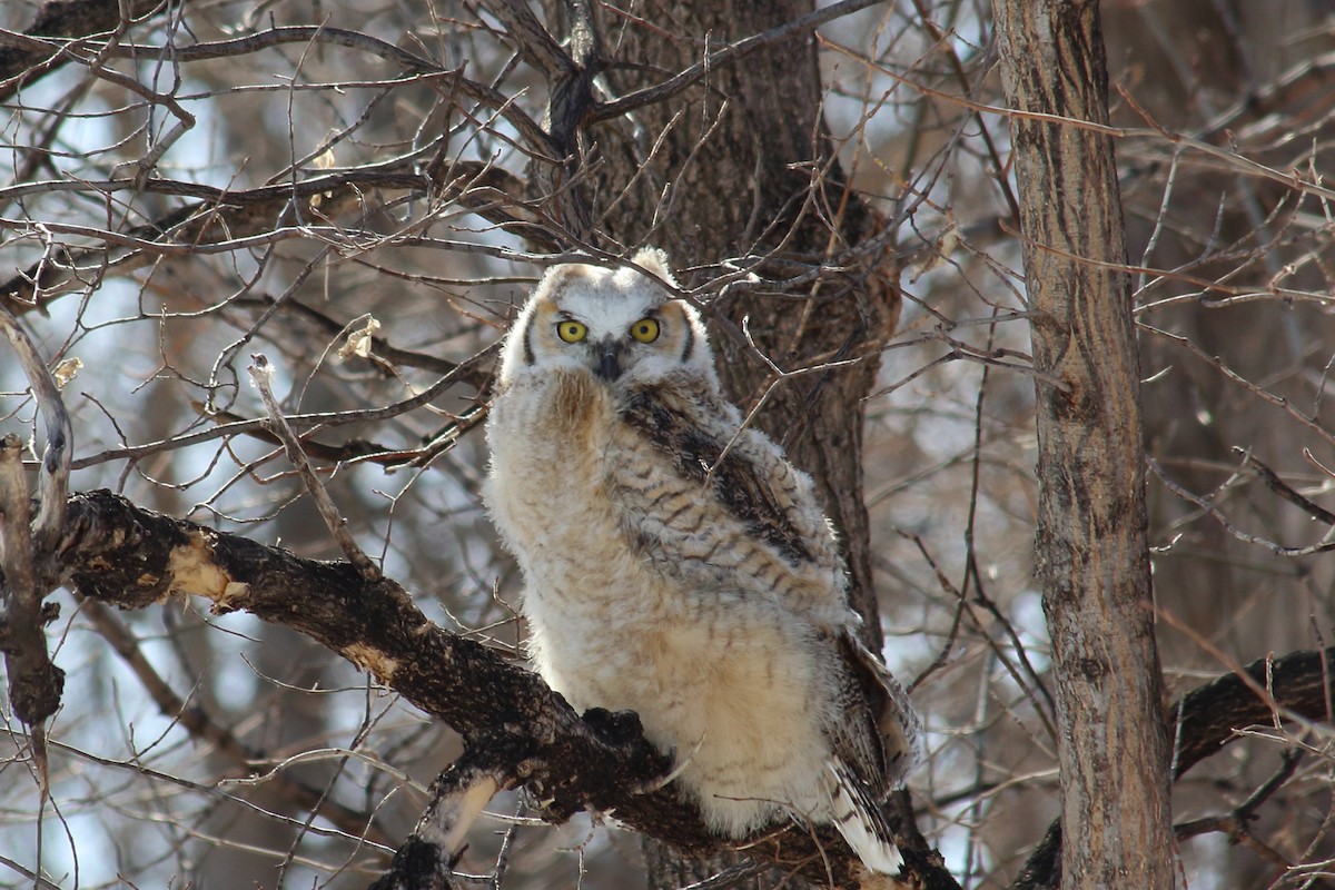 Great Horned Owl - ML93501281