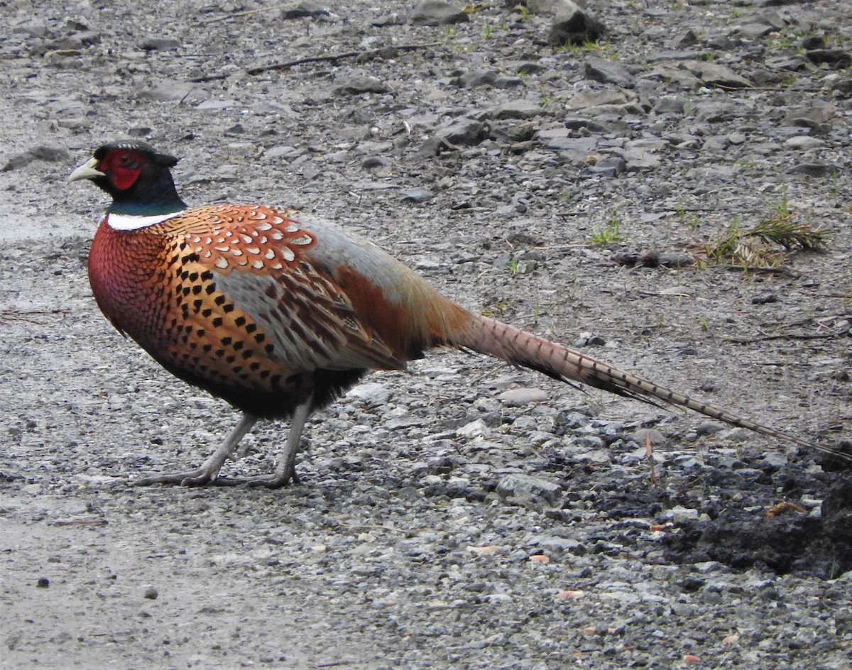 Ring-necked Pheasant - John F. Peetsma