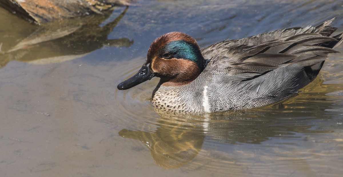 Green-winged Teal - ML93502301