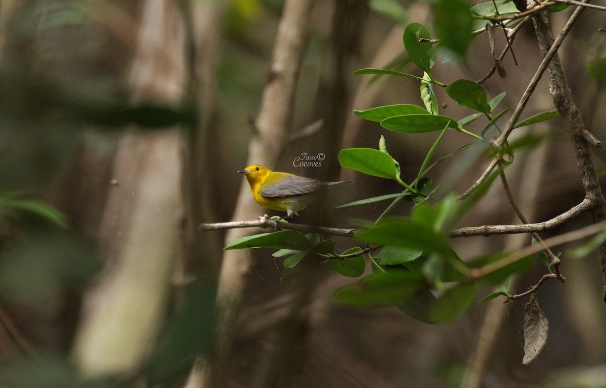 Prothonotary Warbler - Tasso  Cocoves