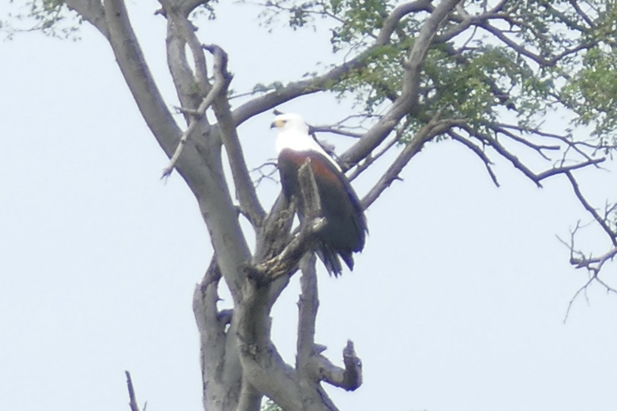 African Fish-Eagle - ML93503391