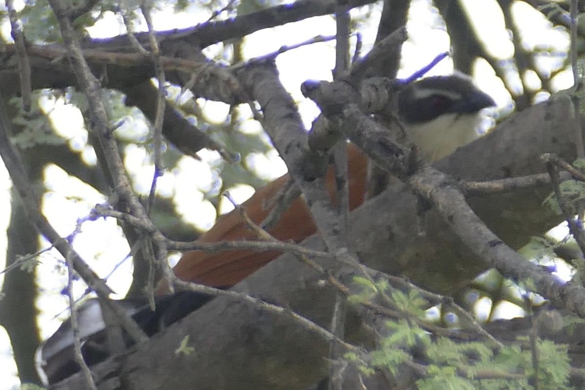 White-browed Coucal - ML93503551