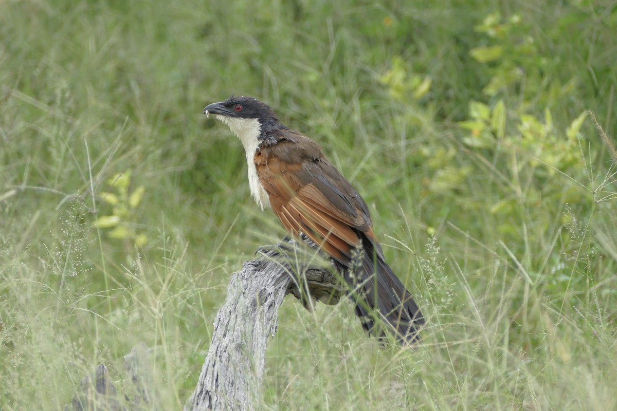ML93503761 Senegal Coucal Macaulay Library