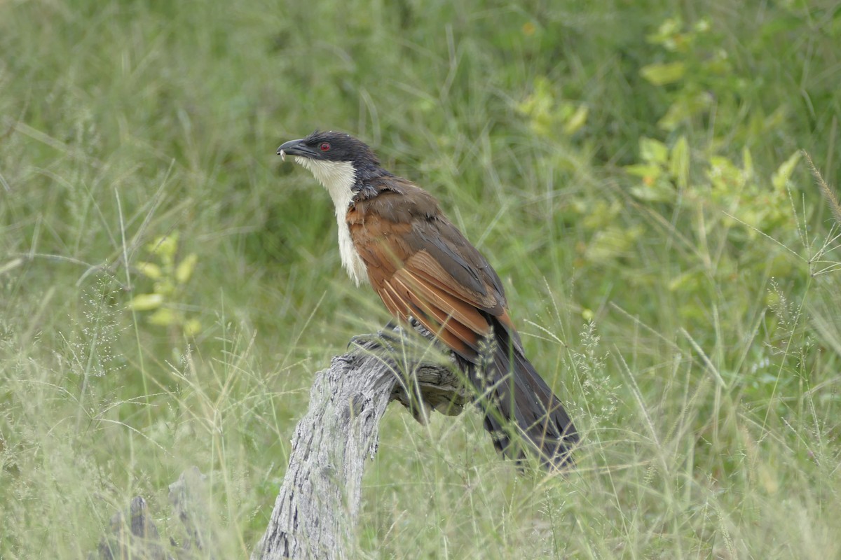 Senegal Coucal - Peter Kaestner