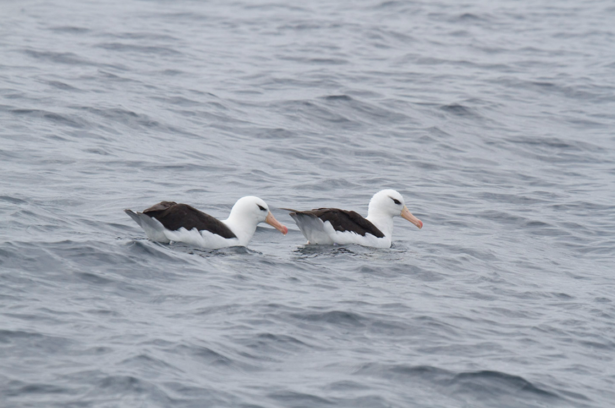 Black-browed Albatross - ML93510411
