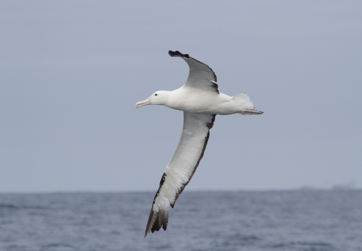 Northern/Southern Royal Albatross - ML93510561