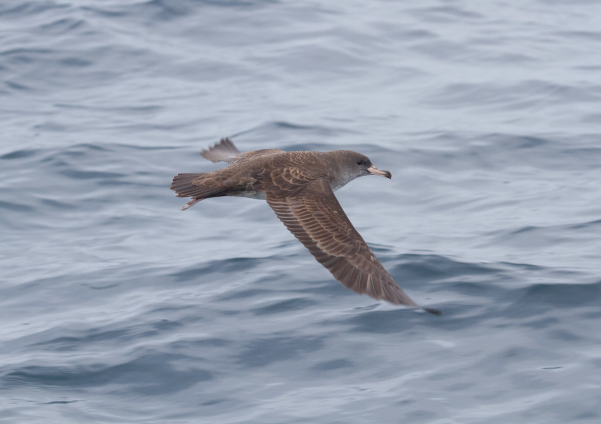 Pink-footed Shearwater - ML93510581