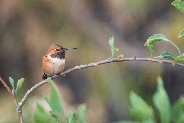 Rufous Hummingbird