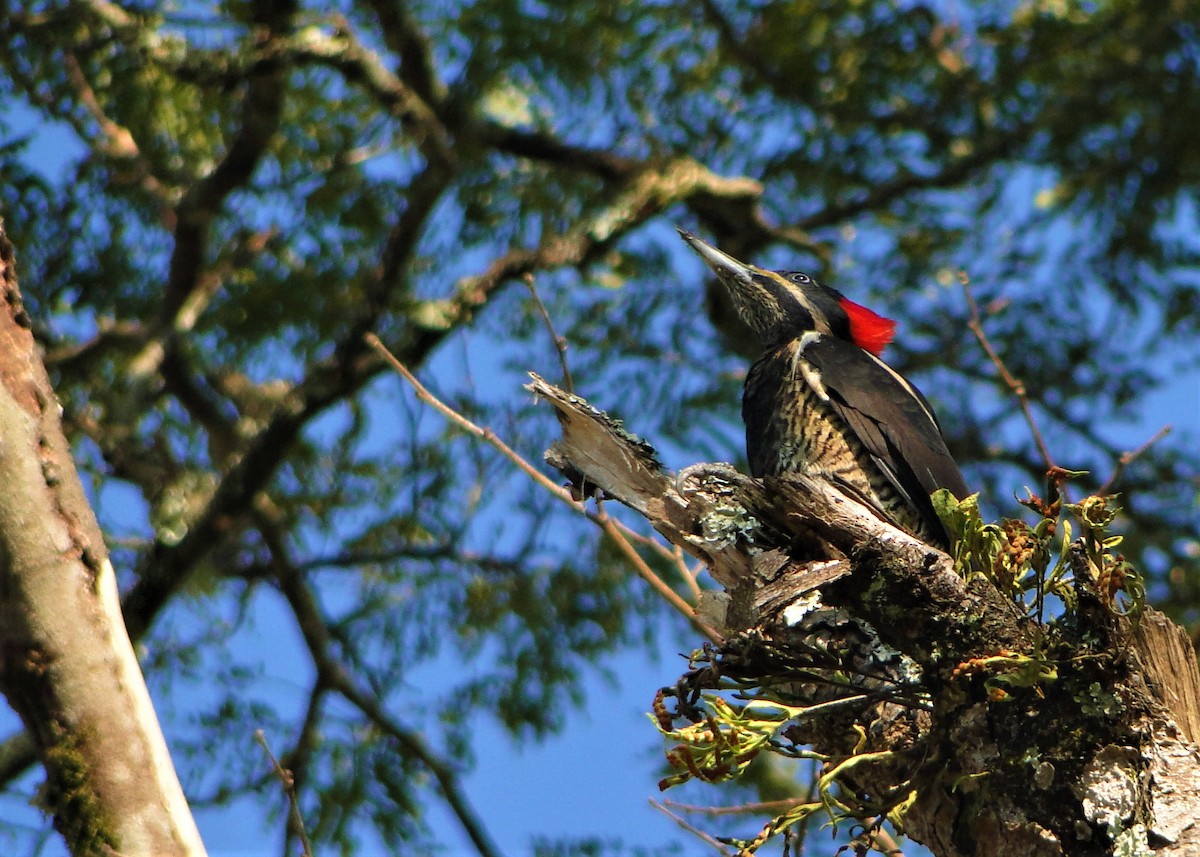 Lineated Woodpecker - ML93512261