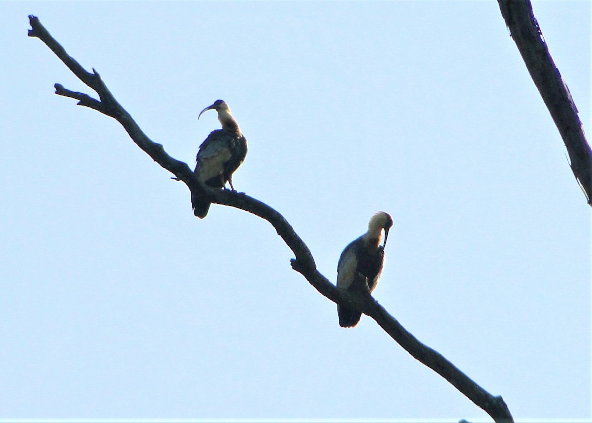 ibis bělokřídlý - ML93512291