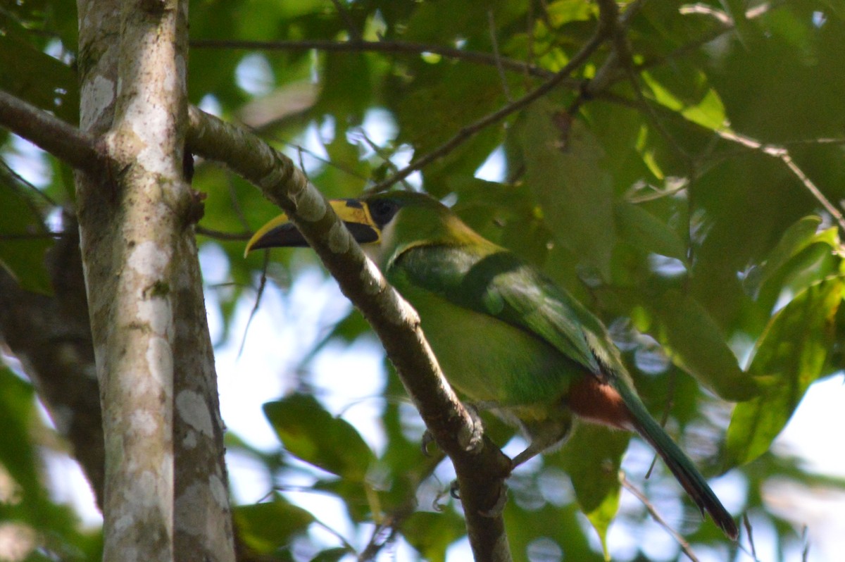 Northern Emerald-Toucanet - Carlos Mancera (Tuxtla Birding Club)