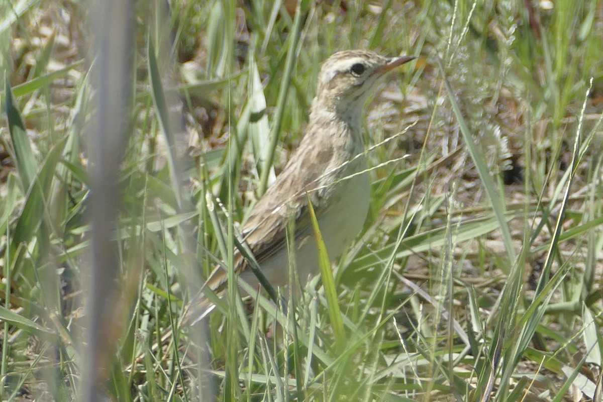 African Pipit - ML93513791