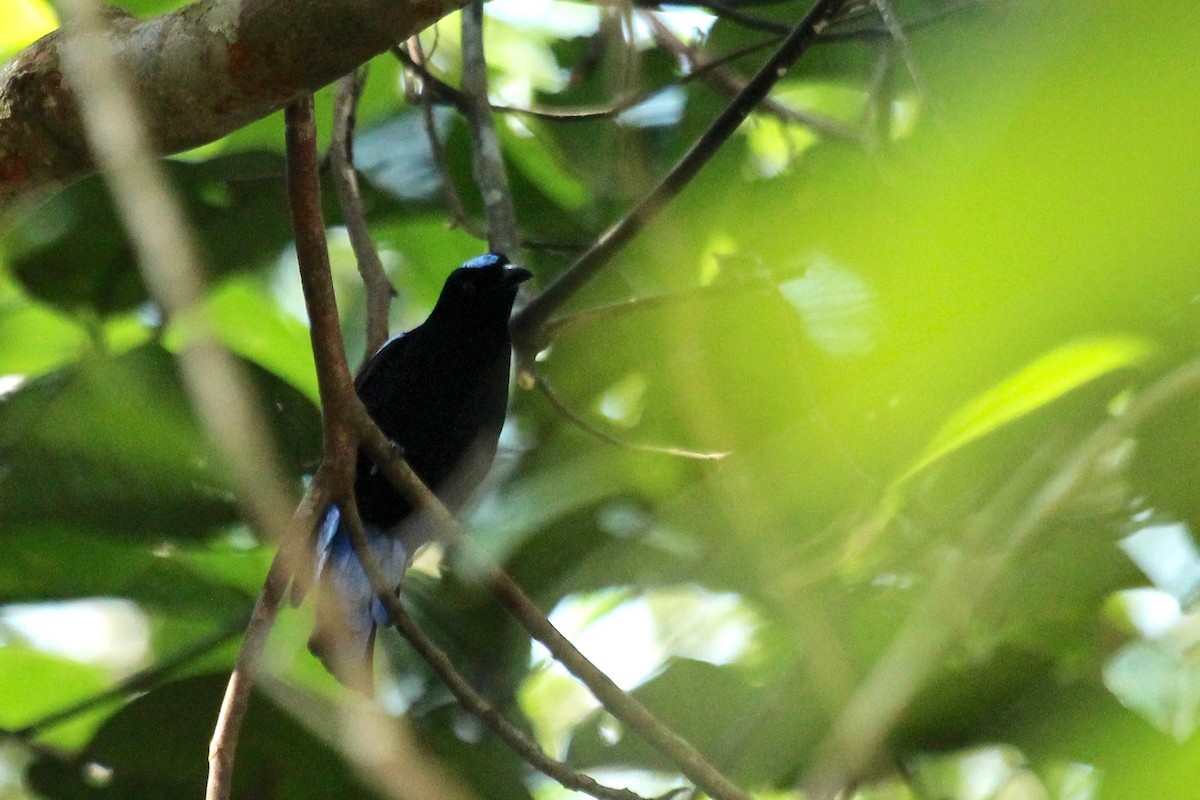 Asian Fairy-bluebird - ML93515391