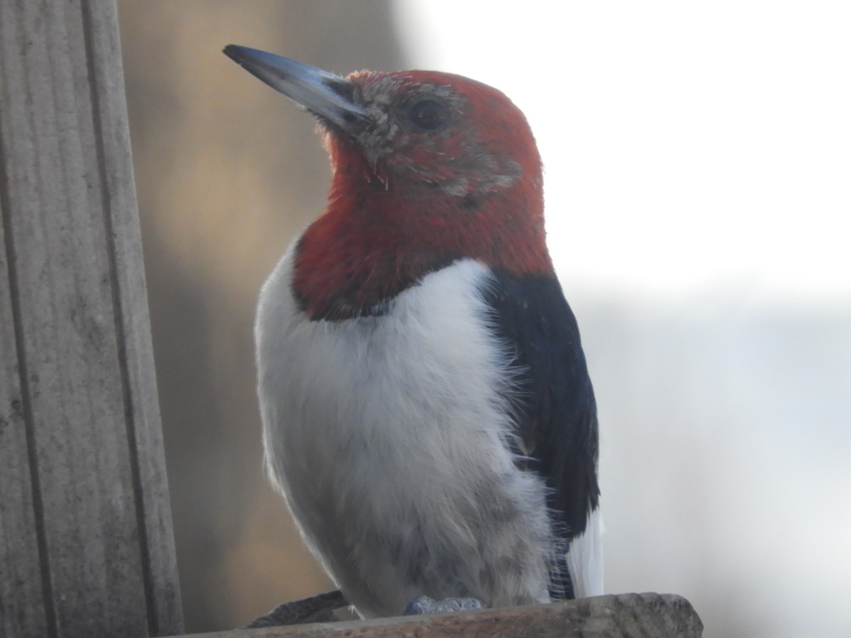 Red-headed Woodpecker - Robin Cunningham