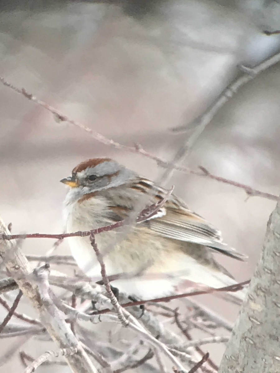 American Tree Sparrow - ML93517391