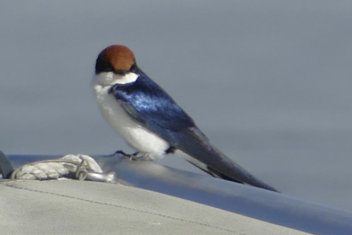 Wire-tailed Swallow - Peter Kaestner