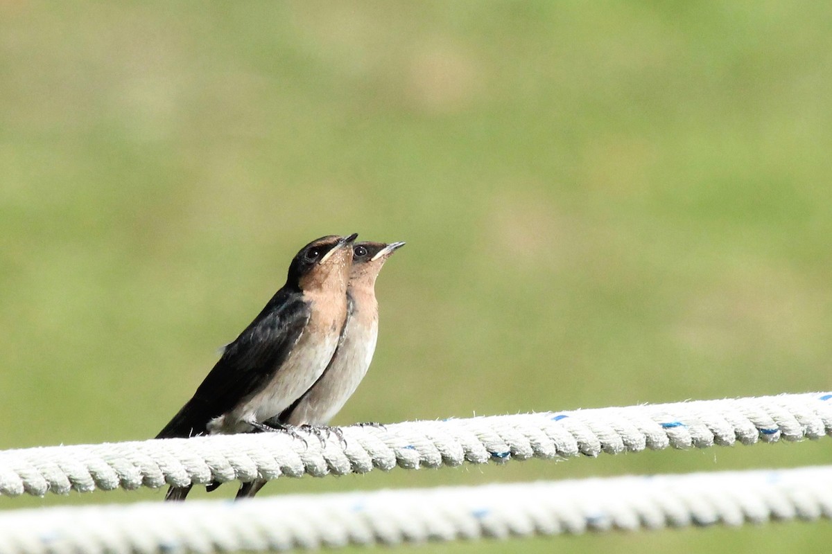 Pacific Swallow - ML93522751