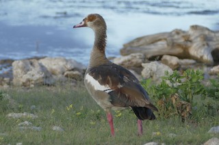 Egyptian Goose, ML93523171