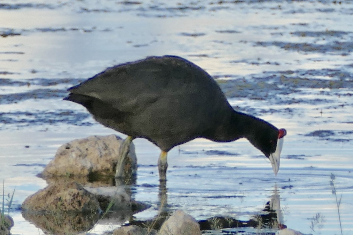 Red-knobbed Coot - ML93523271