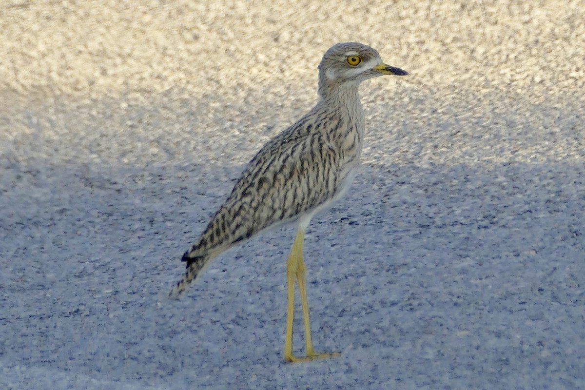 Spotted Thick-knee - ML93523491