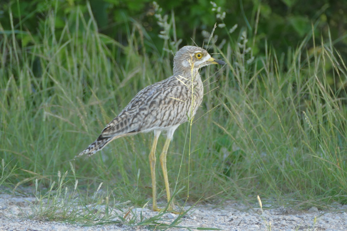 Spotted Thick-knee - ML93523571