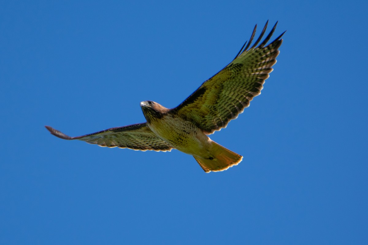 Red-tailed Hawk - Mark Schulist