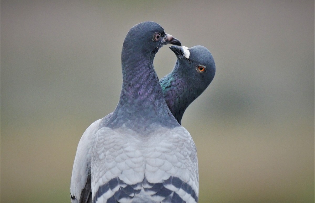 Rock Pigeon (Feral Pigeon) - ML93525941