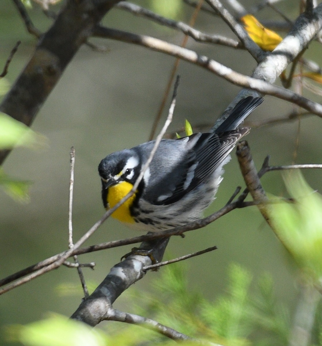 Yellow-throated Warbler - ML93527281