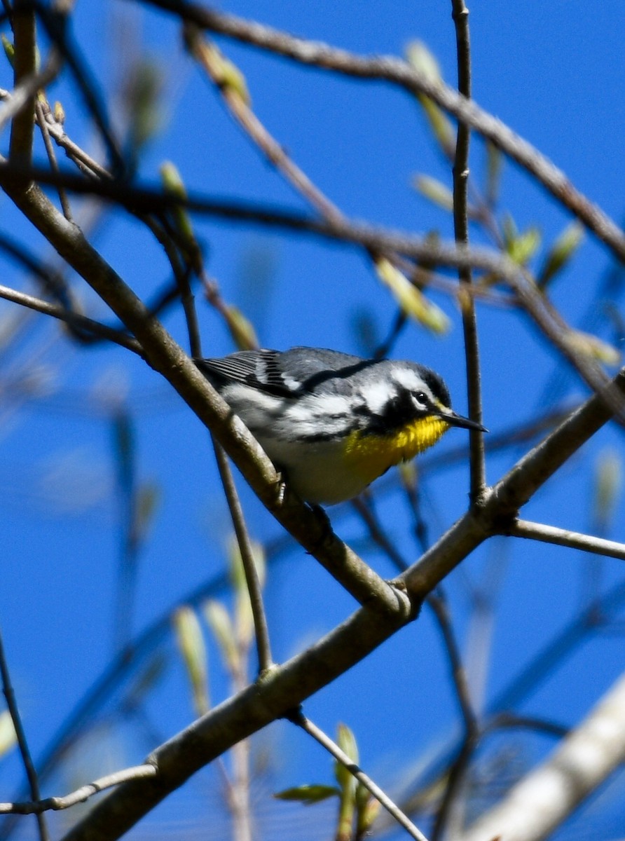 Yellow-throated Warbler - ML93527291