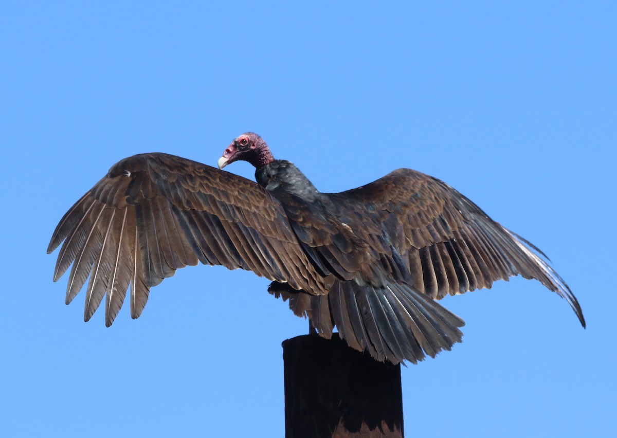 Turkey Vulture - Pair of Wing-Nuts