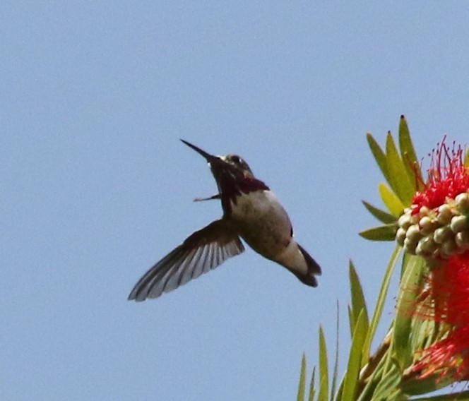 Calliope Hummingbird - ML93530101