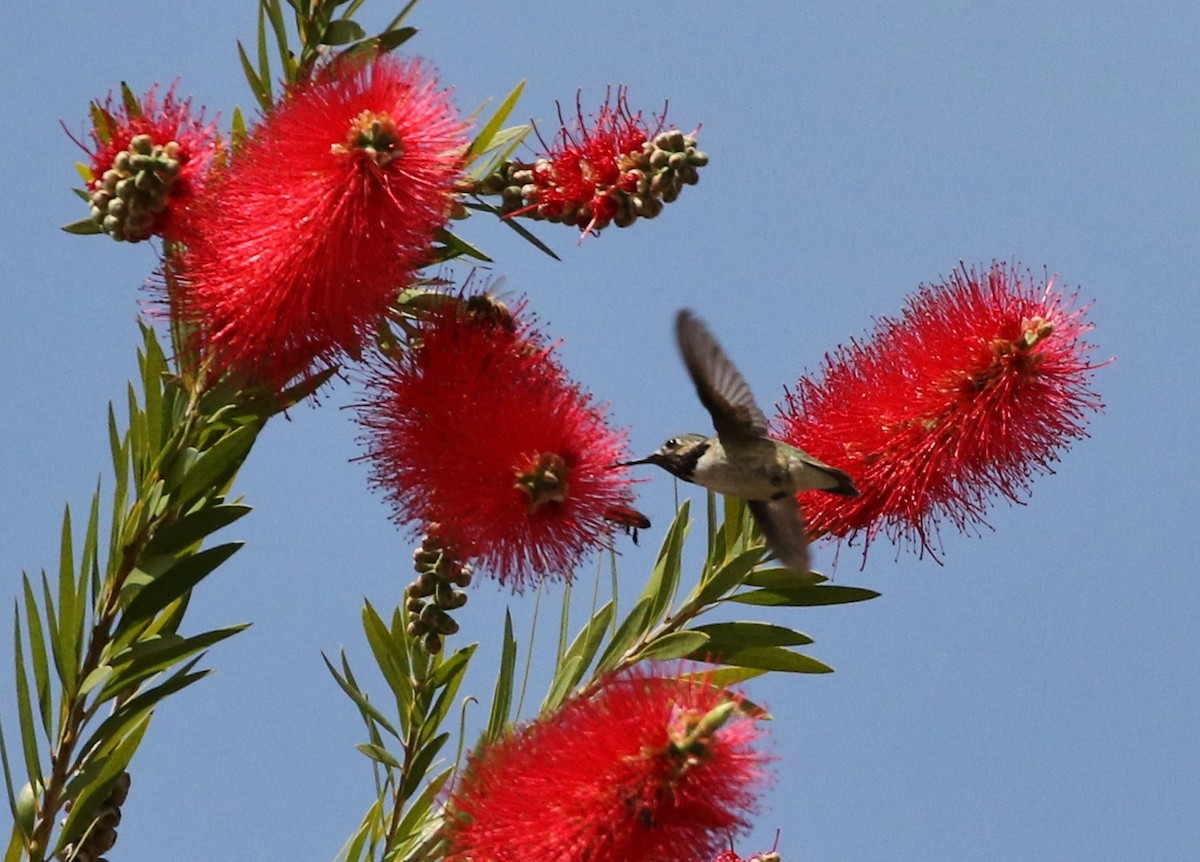 Calliope Hummingbird - ML93530131