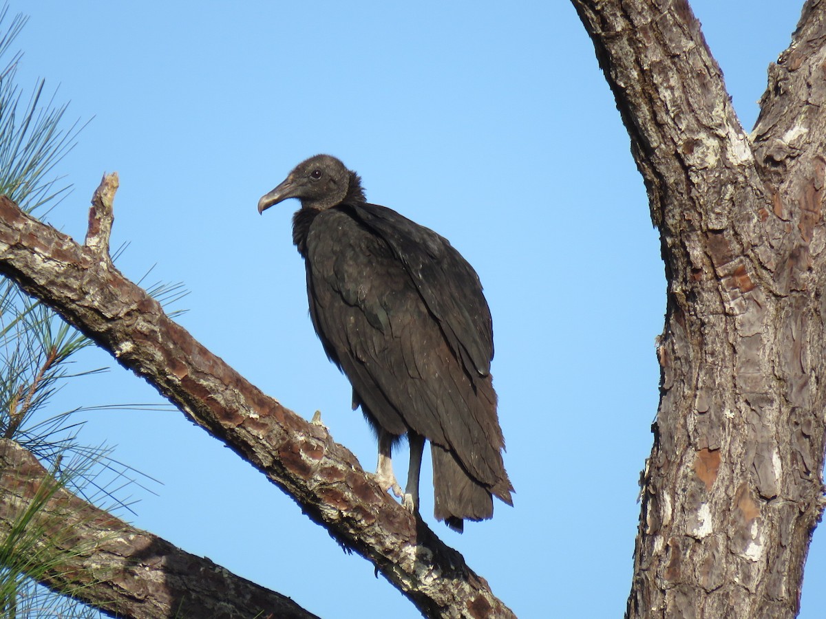 Black Vulture - ML93530211