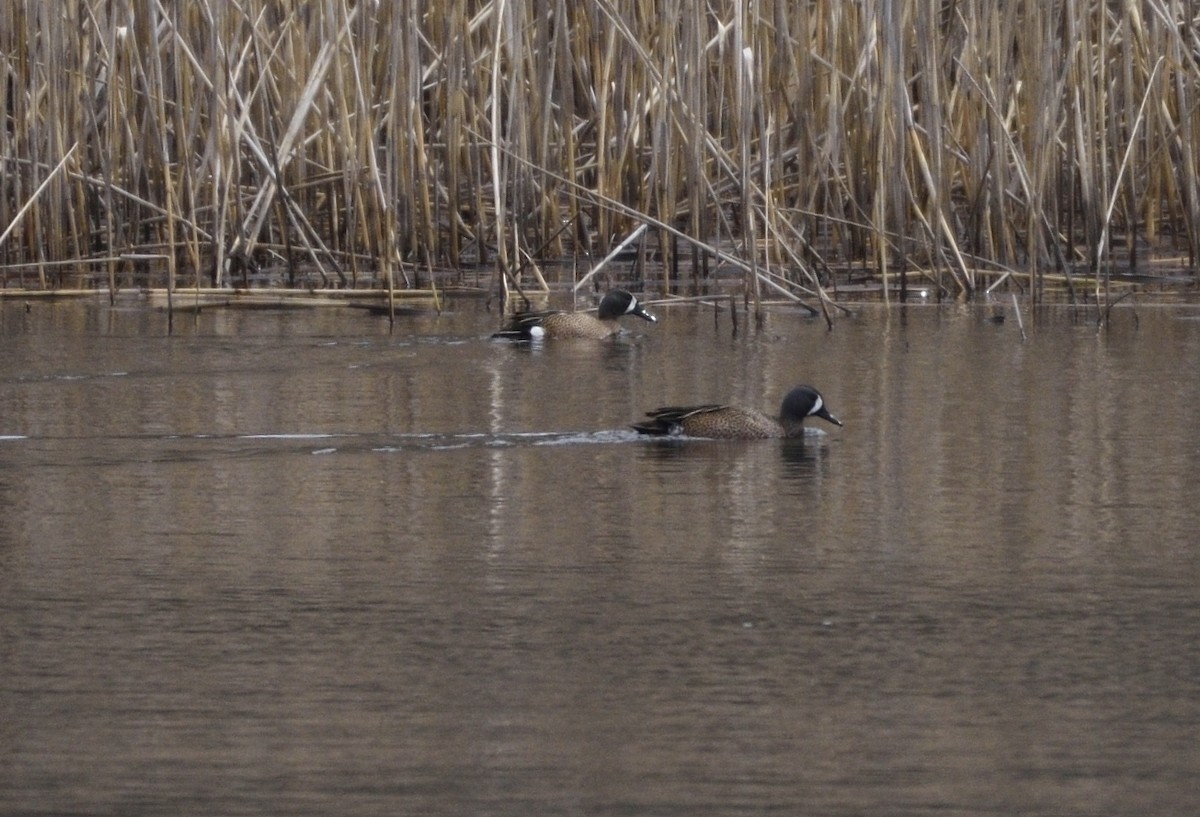 Blue-winged Teal - ML93533351