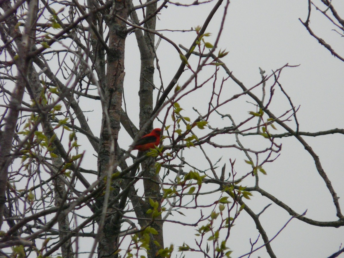 Scarlet Tanager - ML93533701