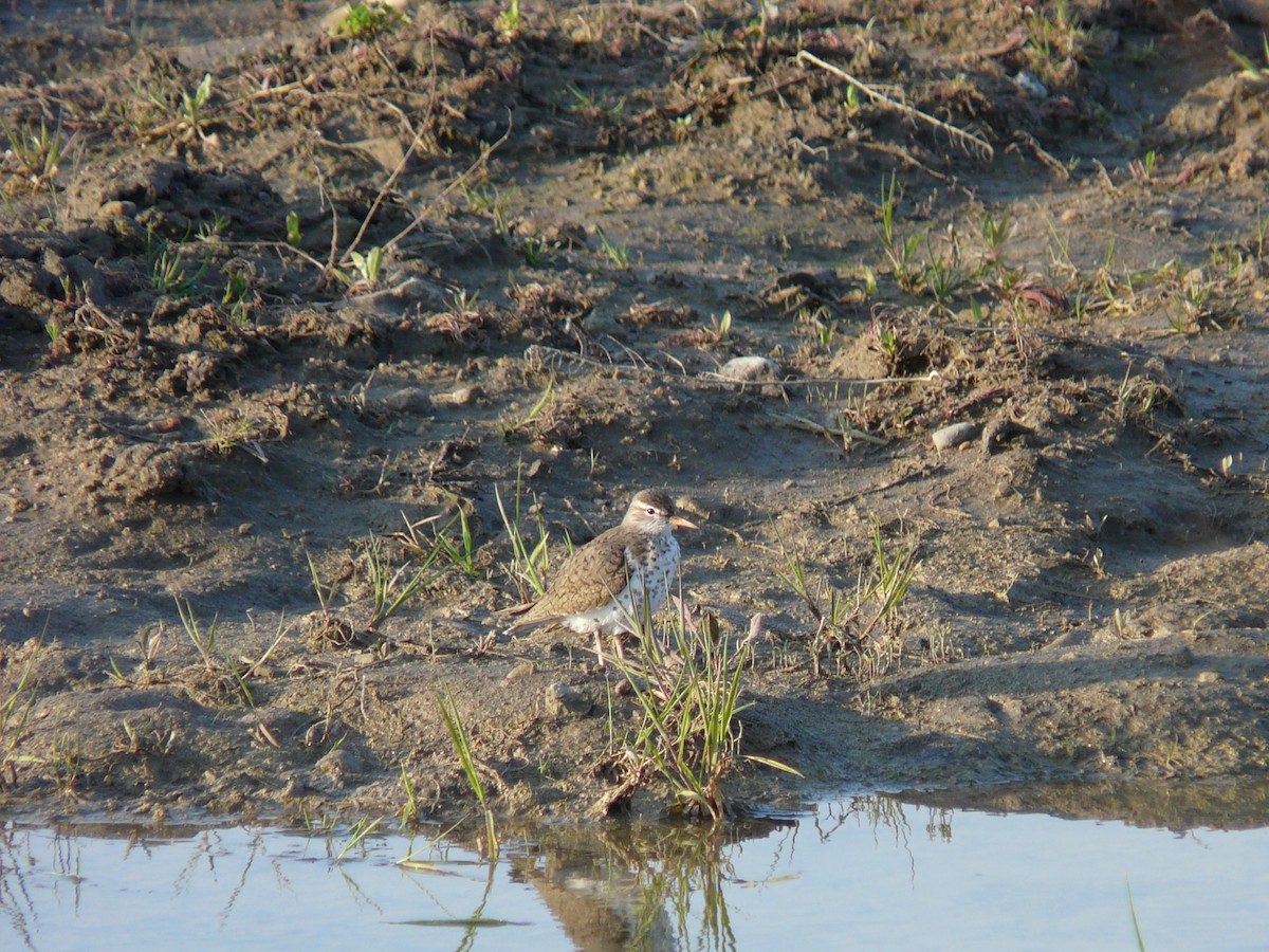 Spotted Sandpiper - Paul Frost