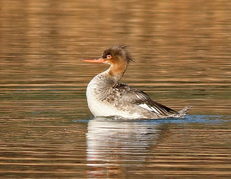 Red-breasted Merganser - Robb Hinds