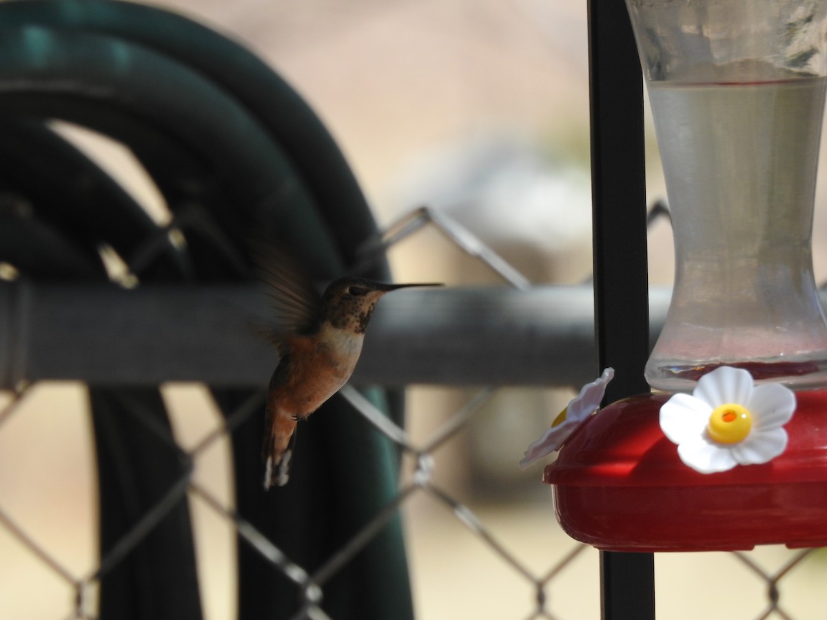 Rufous Hummingbird - ML93535361
