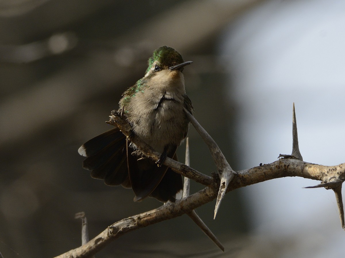 kolibřík modroocasý - ML93536411