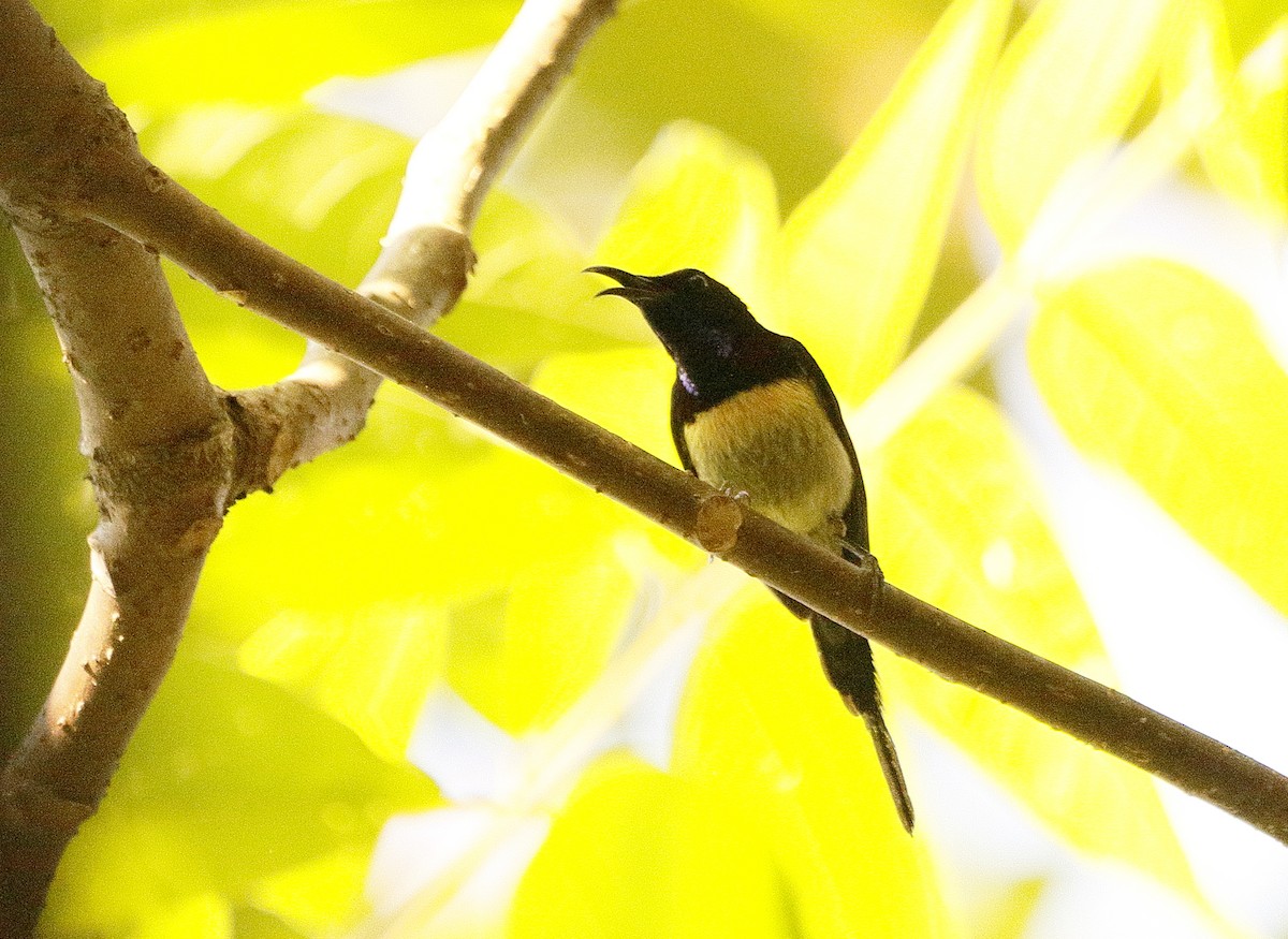 Black-throated Sunbird - ML93538871