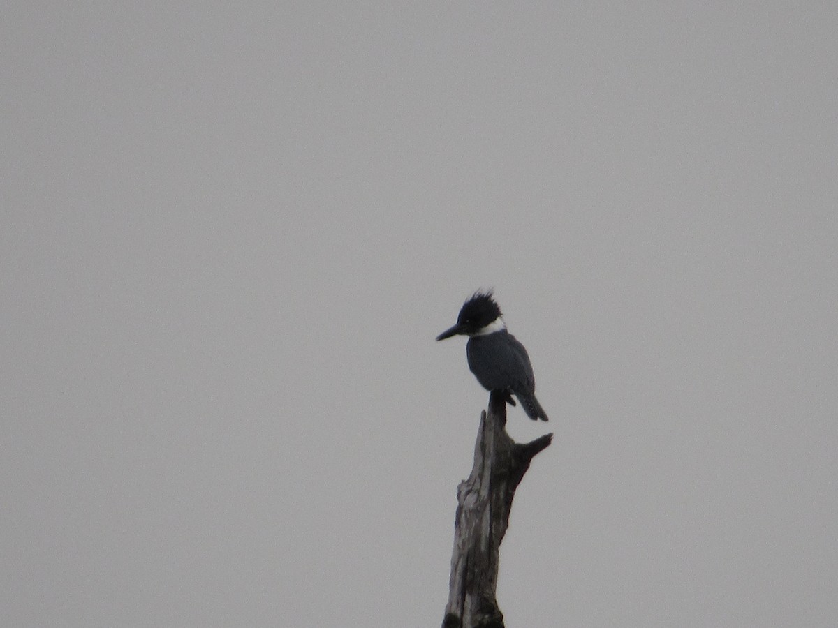 Belted Kingfisher - ML93539401